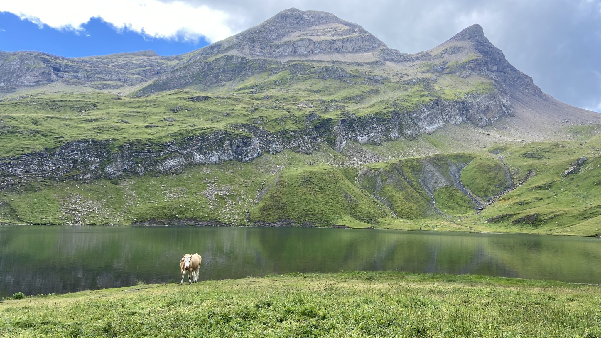 The Complete Guide to Grindelwald First, Switzerland Aplins in the Alps