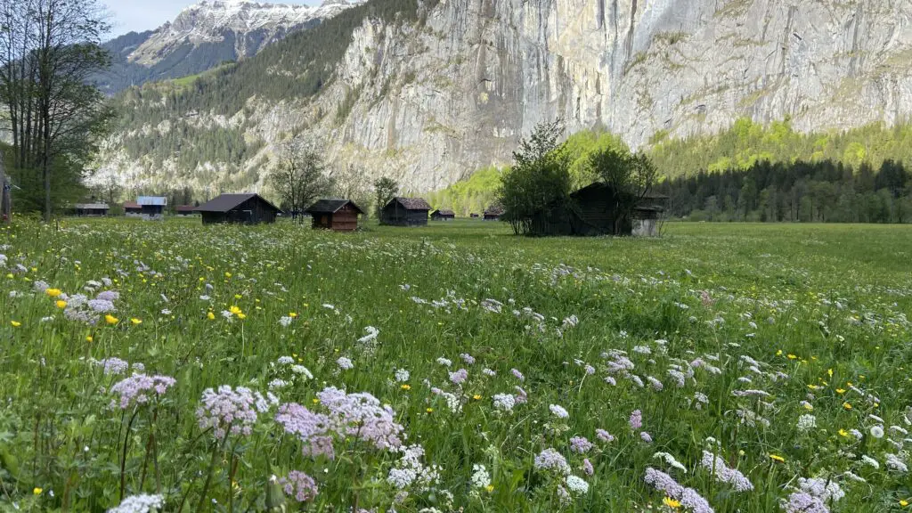 wildflowers in the swiss alps lauterbrunnen valley aplins in the alps