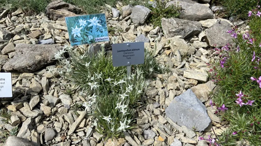 edelweiss at the Schynige platte alpine flower garden