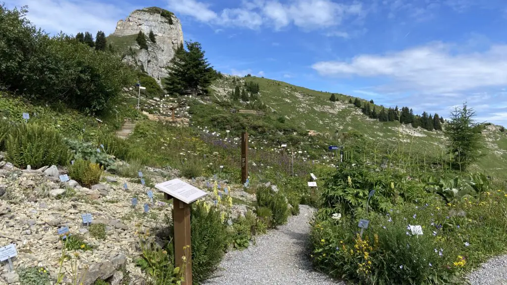 Schynige platte alpine flower garden