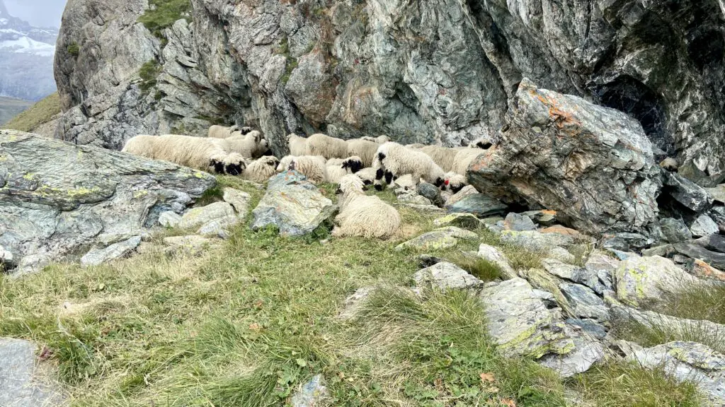meet the sheep trail gornergrat