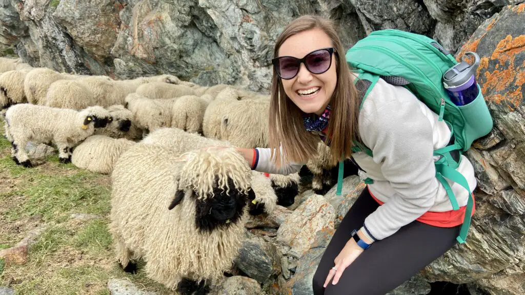 Jana petting a blacknose sheep zermatt on the meet the sheep trail at gornergrat