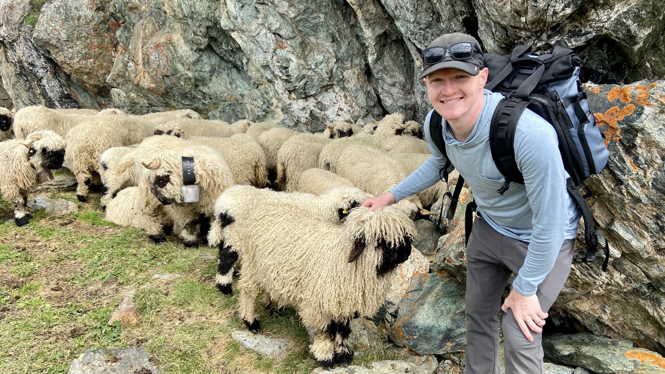 brett petting a blacknose sheep zermatt on the meet the sheep trail at gornergrat