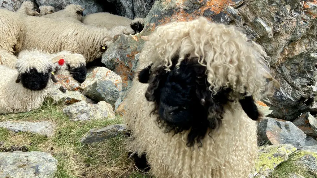 pet blacknosed sheep in zermatt switzerland