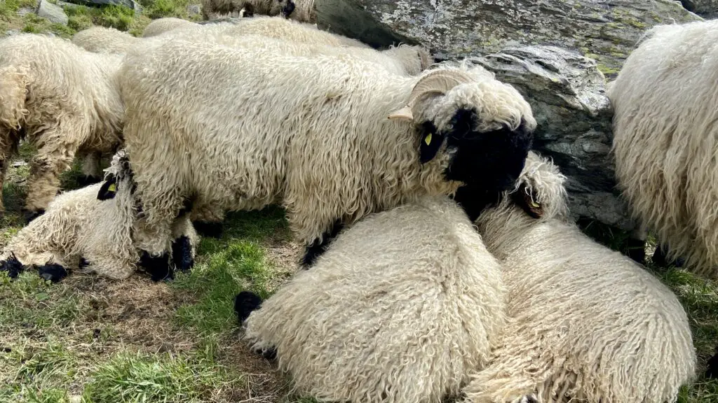 blacknose sheep in zermatt