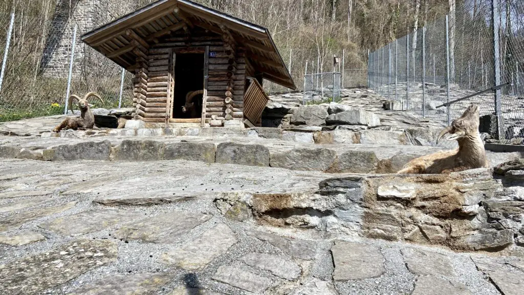 ibex at alpine wildlife park interlaken switzerland