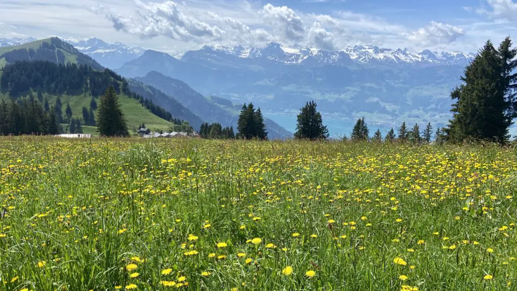 wildflowers and views of lake lucerne and the swiss alps from hiking trails on mt rigi rotstock