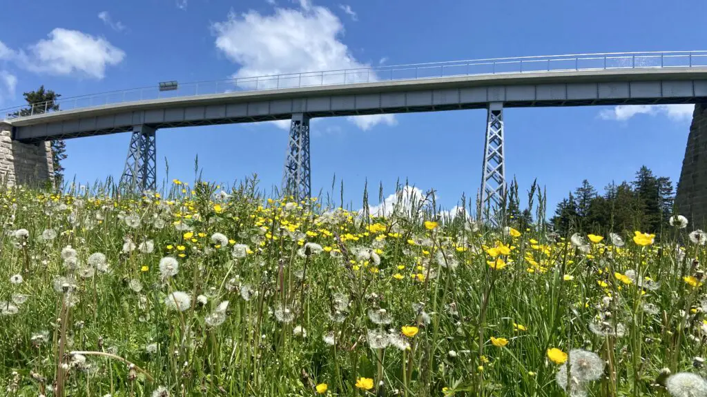 wildflowers and bridge on the Rigi Panorama Hike from Rigi Scheidegg to Rigi Staffel