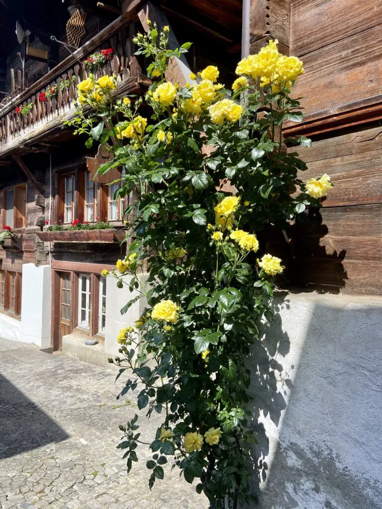 yellow flowers and vine on the second most beautiful street in the world brunngasse brienz switzerland