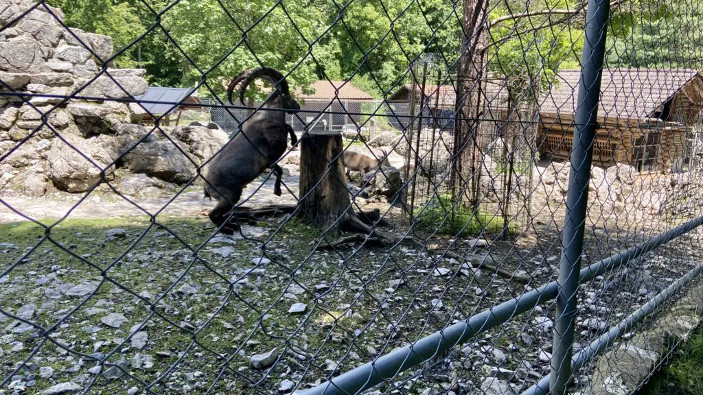 wildpark brienz switzerland