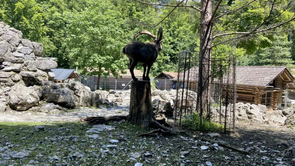 animal at wildpark brienz switzerland