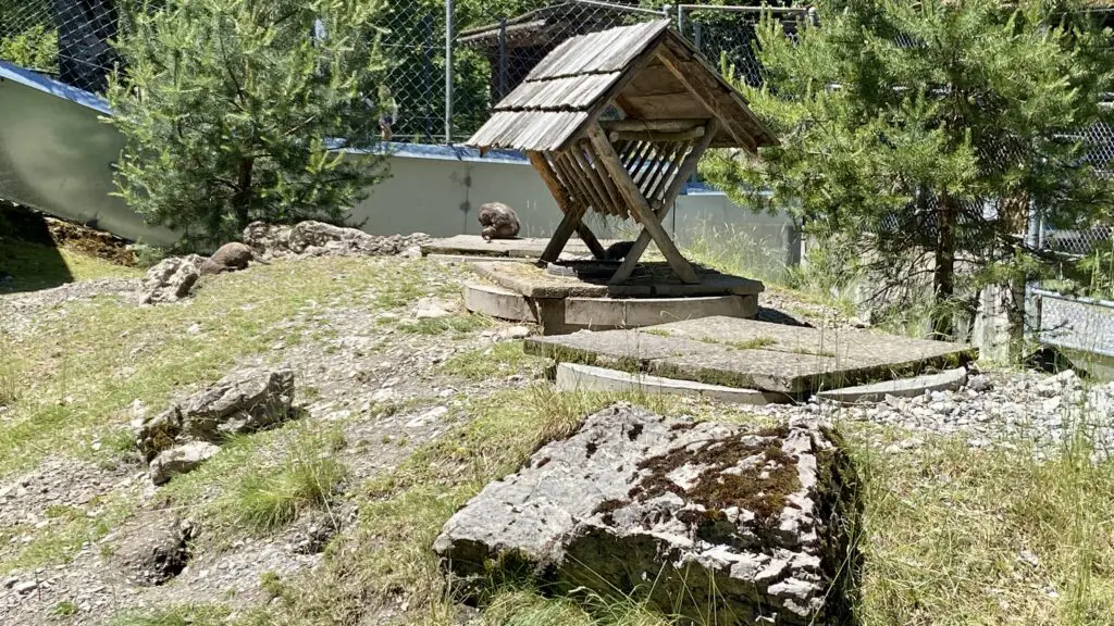 marmots at wildpark brienz switzerland