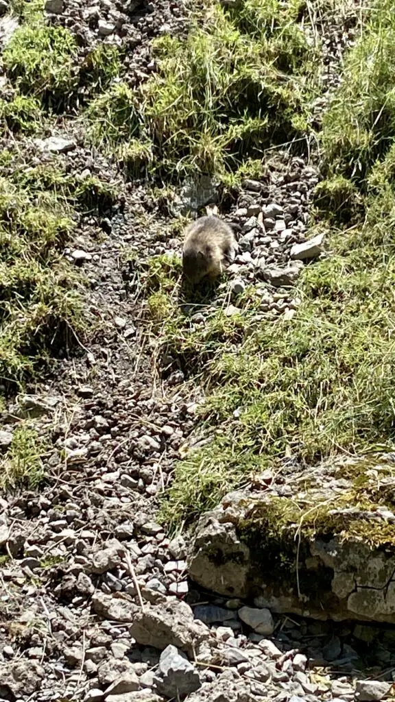 baby marmots at wildpark brienz switzerland