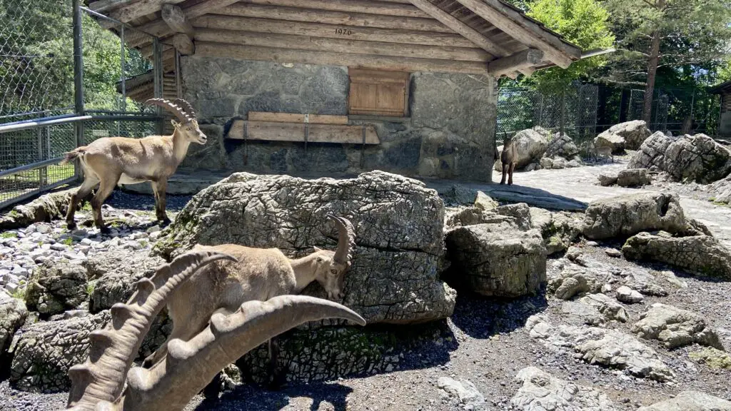 ibex at wildpark brienz switzerland