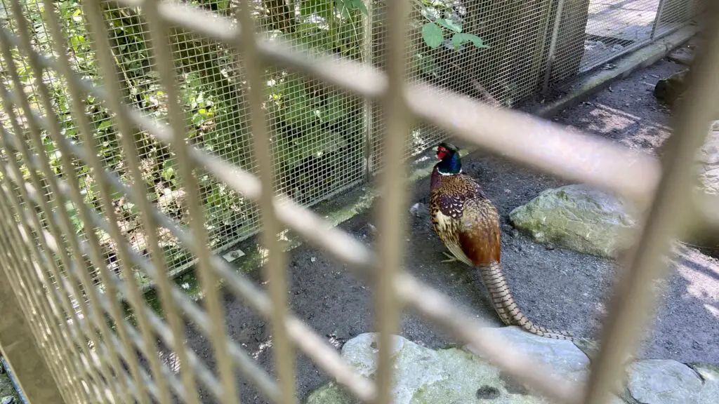 birds at wildpark brienz switzerland