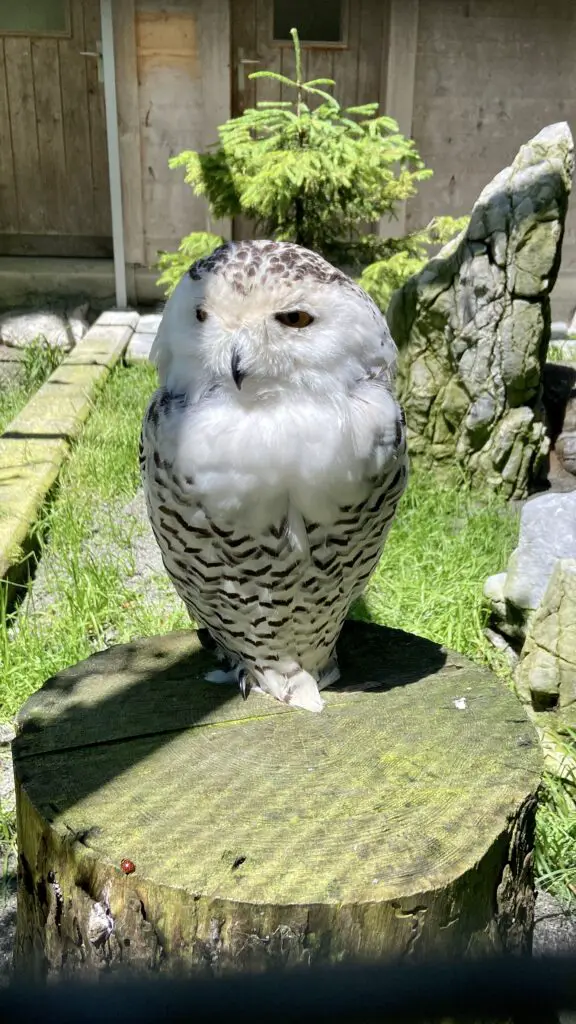 snow owl at wildpark brienz switzerland