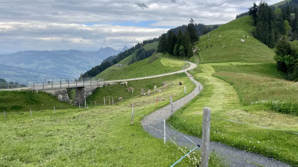 cows and a bridge on the rigi scheidegg trail at mt rigi switzerland