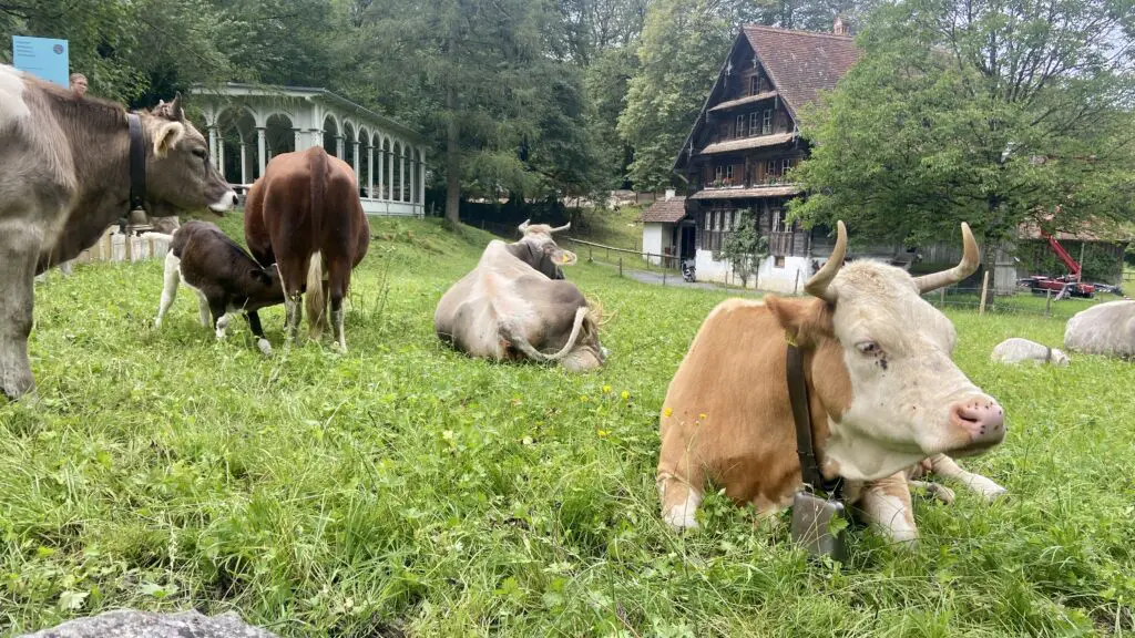 cows and farm animals at ballenberg outdoor museum brienz switzerland