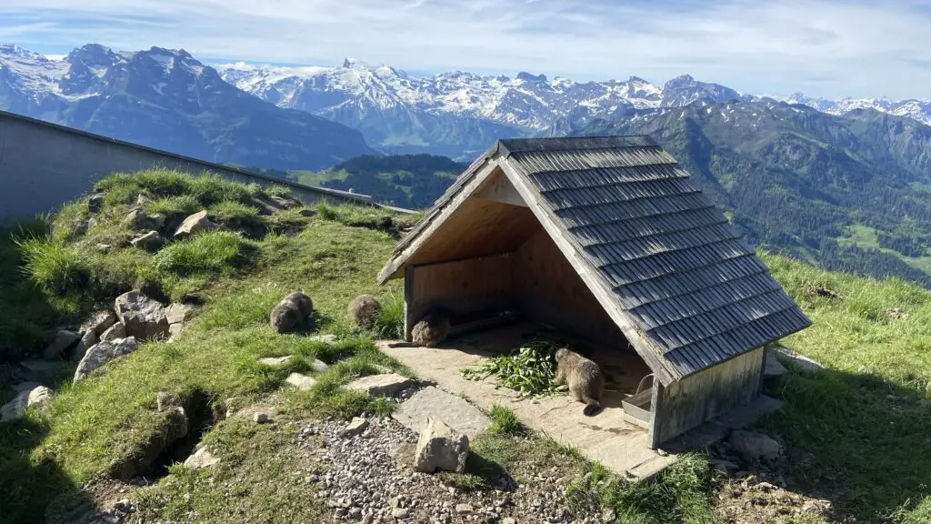 marmots at stanserhorn