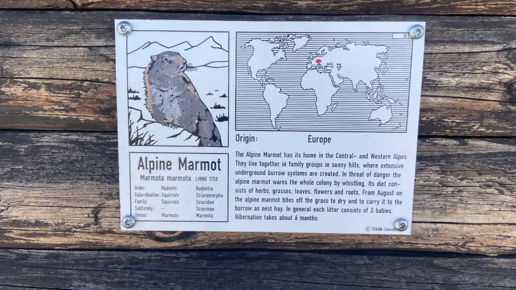 about the alpine marmot sign at stanserhorn mountain