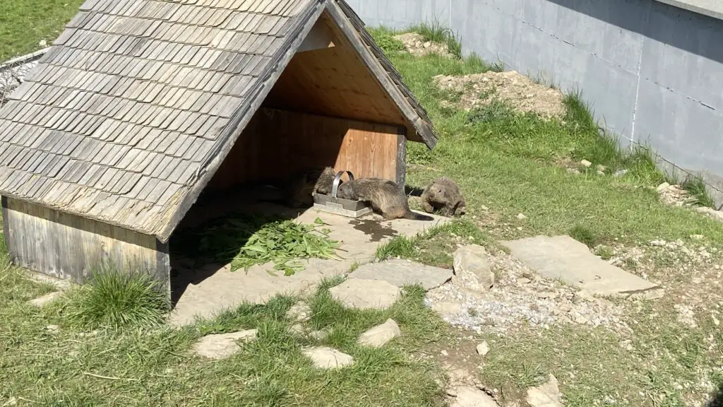 madness of marmots at stanserhorn