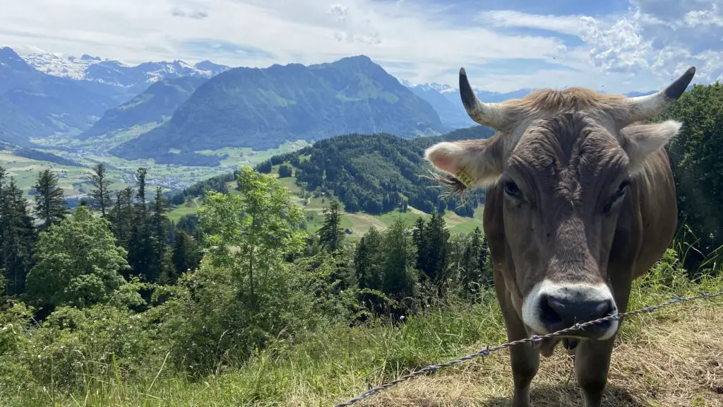 Swiss cow and view from the top of the Hammetschwand Lift at Bürgenstock Resort