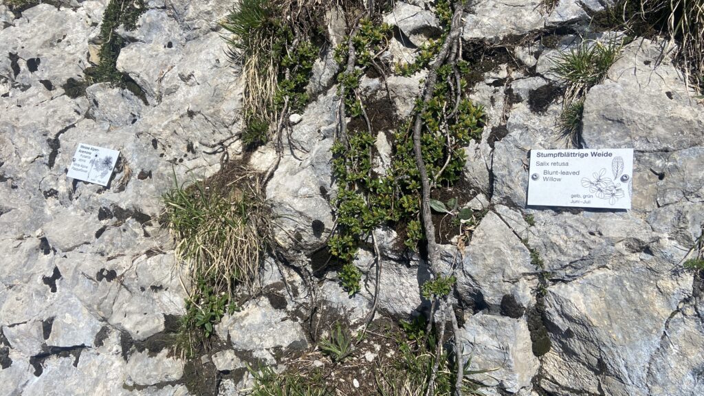 mount pilatus flower trail