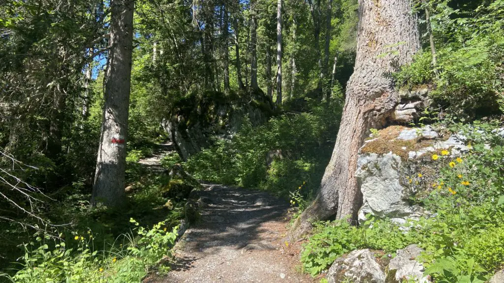 hiking trail through the forest from sulwald switzerland