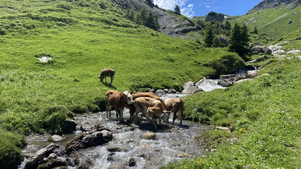 cows in the sulsbach river near the lobhorn hut near sulwald switzerland