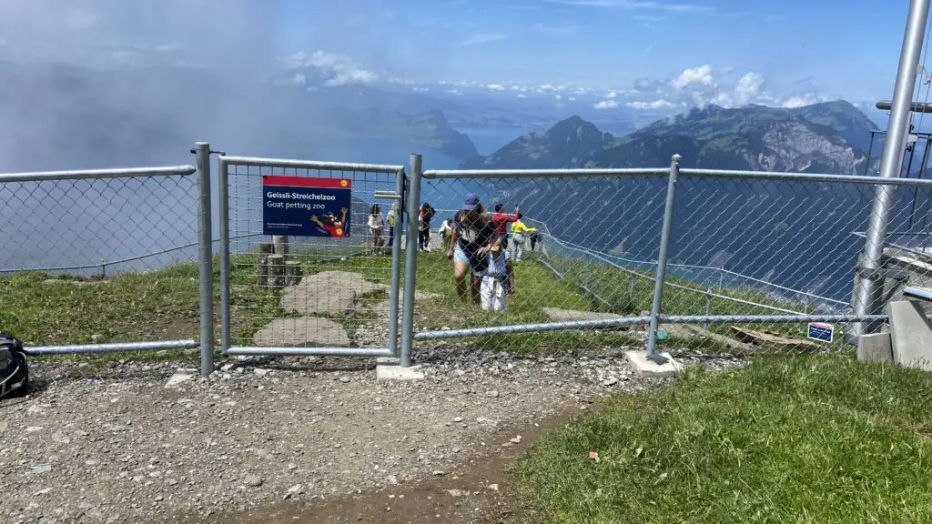 fronalpstock switzerland goats petting zoo