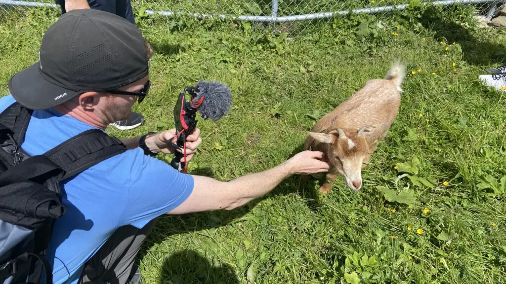 brett aplin from aplins in the alps petting a goat at the fronalpstock goat petting zoo after the stoos ridge hike