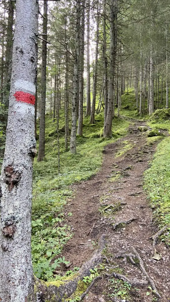 trail marking and steep ascent through the forest from gimmelwald to tanzbödeli