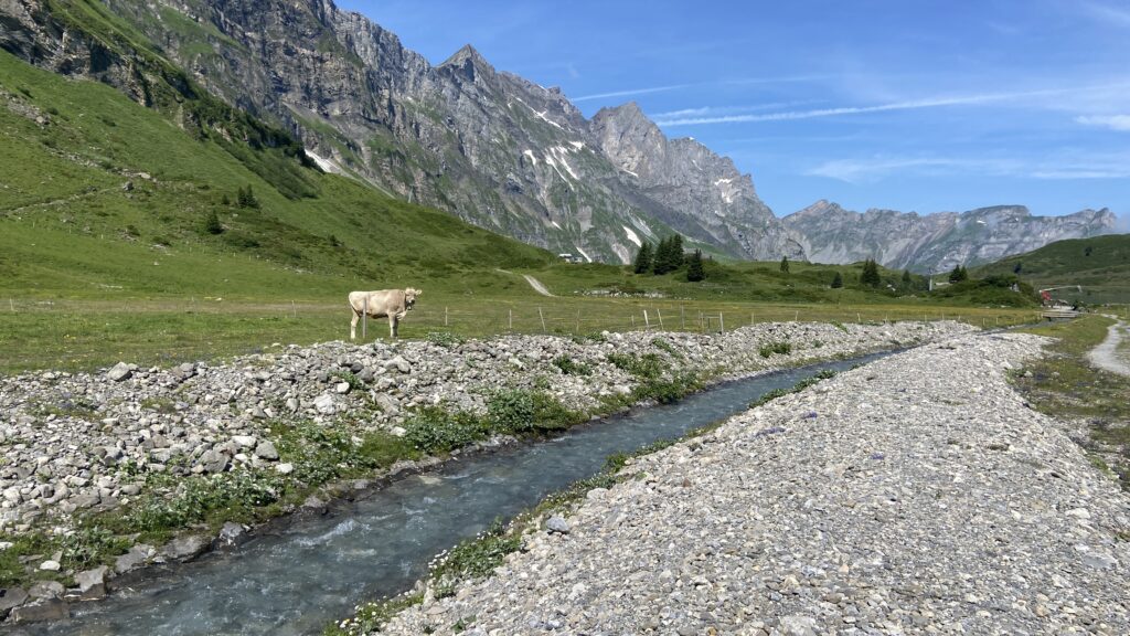 river and swiss cow next to the waterfall hiking trail at trübsee
