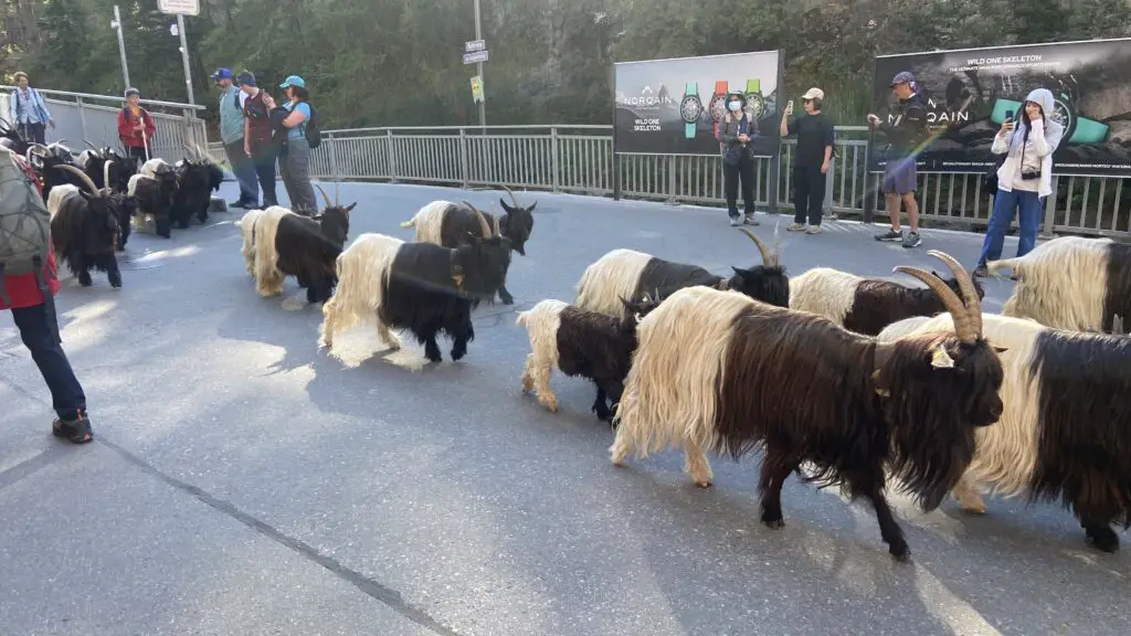 zermatt switzerland blackneck goat parade