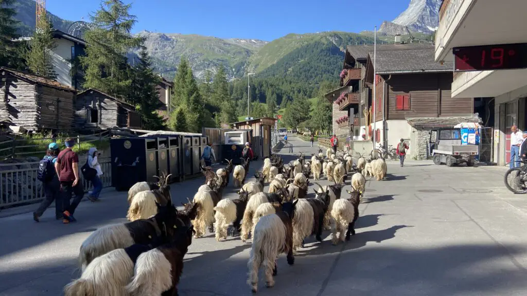 zermatt blackneck goat parade toward the matterhorn switzerland