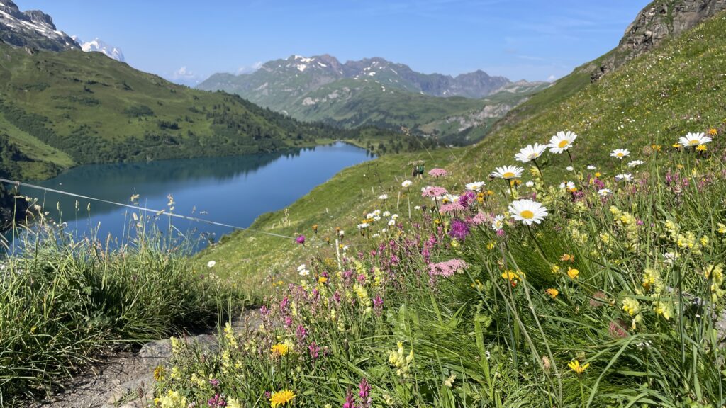 engstlensee switzerland lake with wildflowers