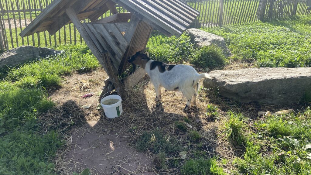 jucker farms bachlihof goat petting zoo rapperswil switzerland