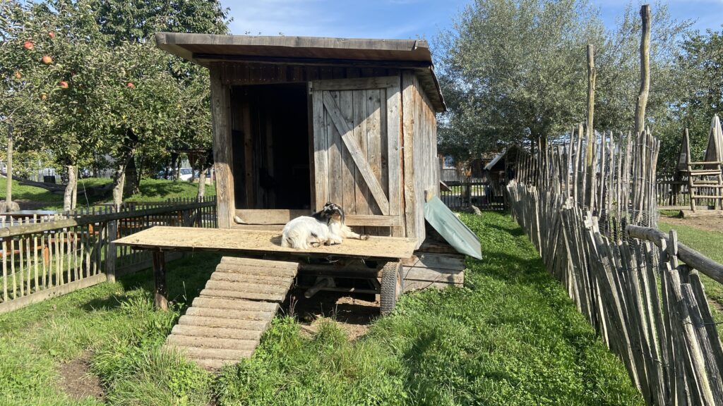 jucker farms bachlihof petting zoo rapperswil switzerland