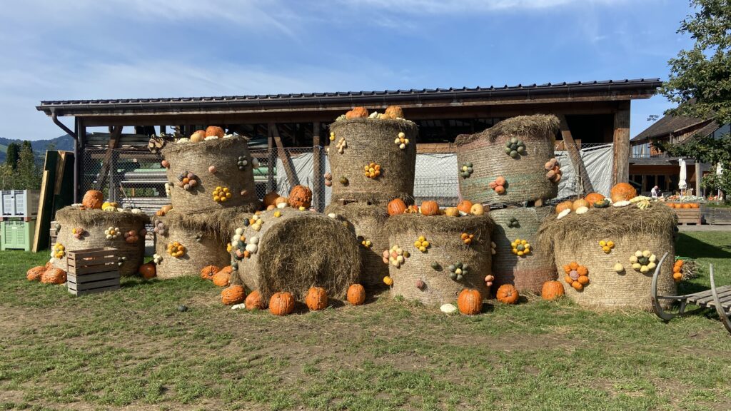 pumpkins at jucker farms bachlihof rapperswil switzerland