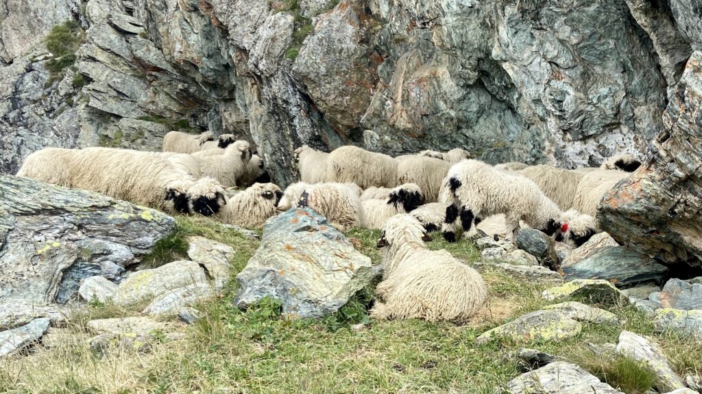 meet the sheep trail gornergrat