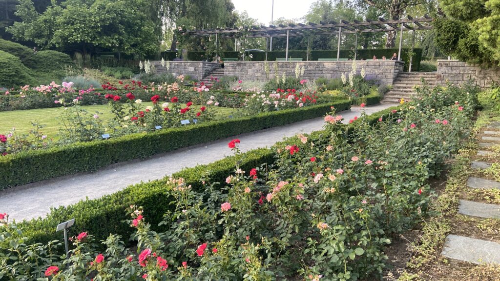 munot rose garden in schaffhausen switzerland near munot fortress