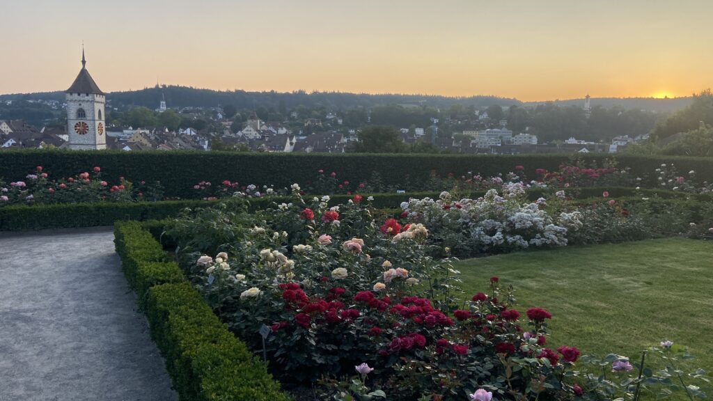 munot rose garden in schaffhausen switzerland at sunset