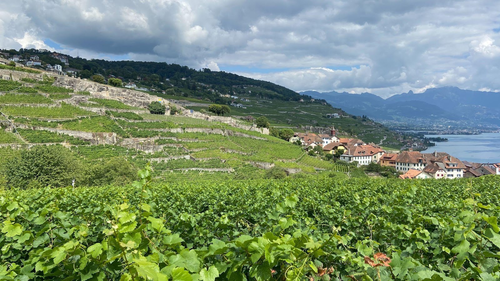Vineyards cascade down the hills above Lake Geneva