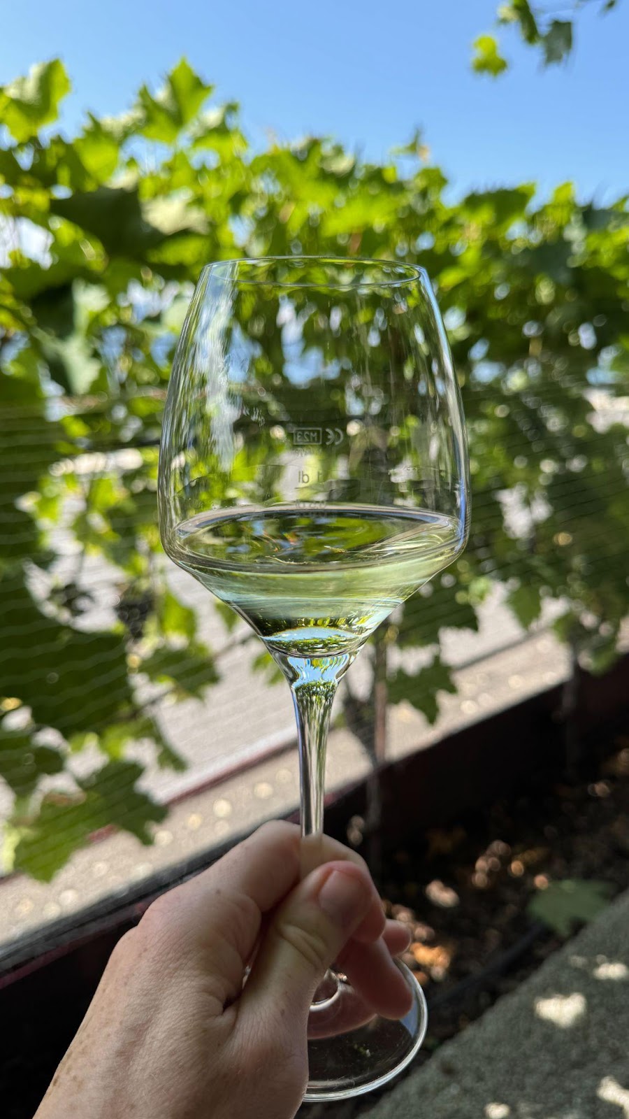 A wine tasting in Lavaux vineyards