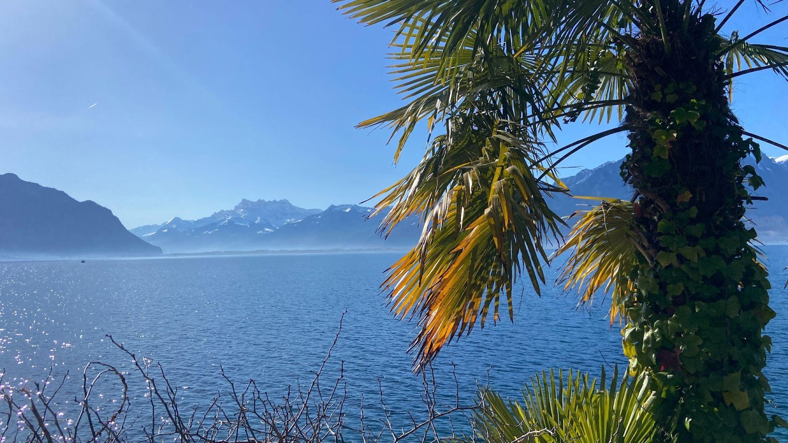 Palm trees line the lakeside promenade