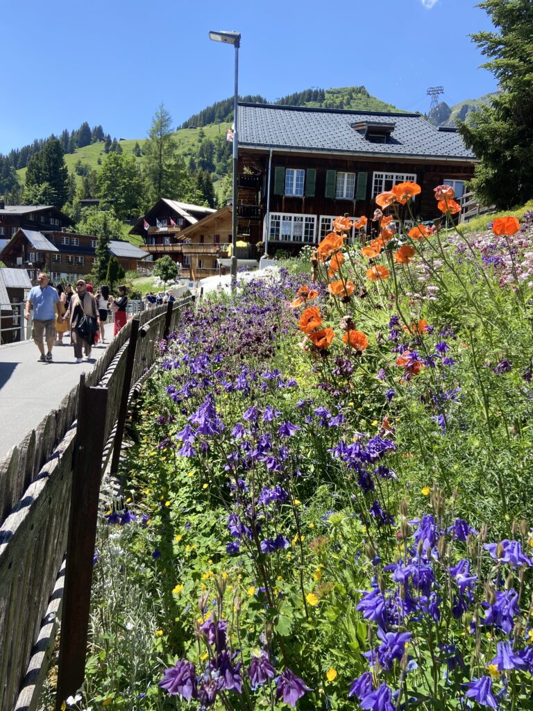 flower garden in murren switzerland
